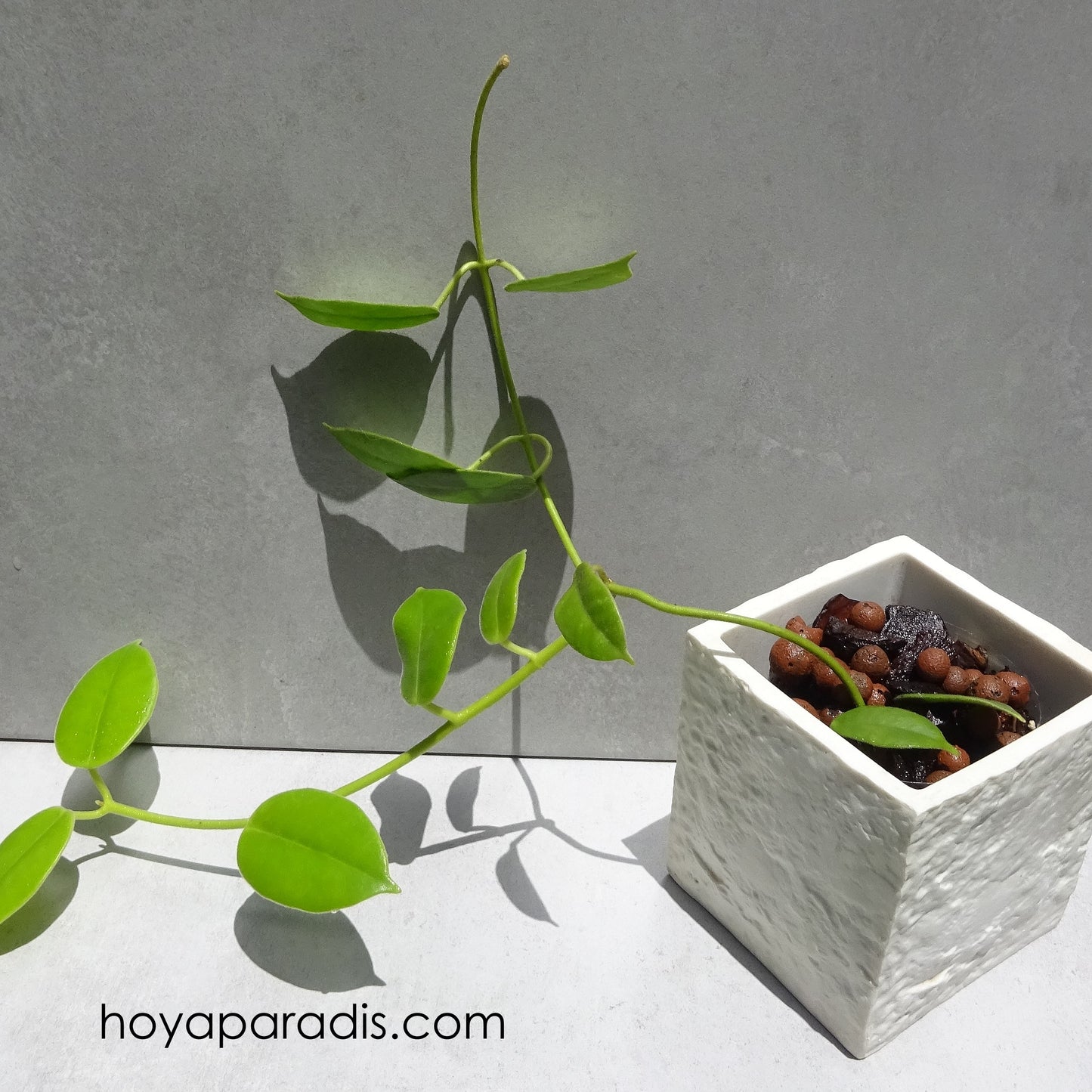Fleur Hoya Eriostemma madulidii hoyaparadis.com Guadeloupe