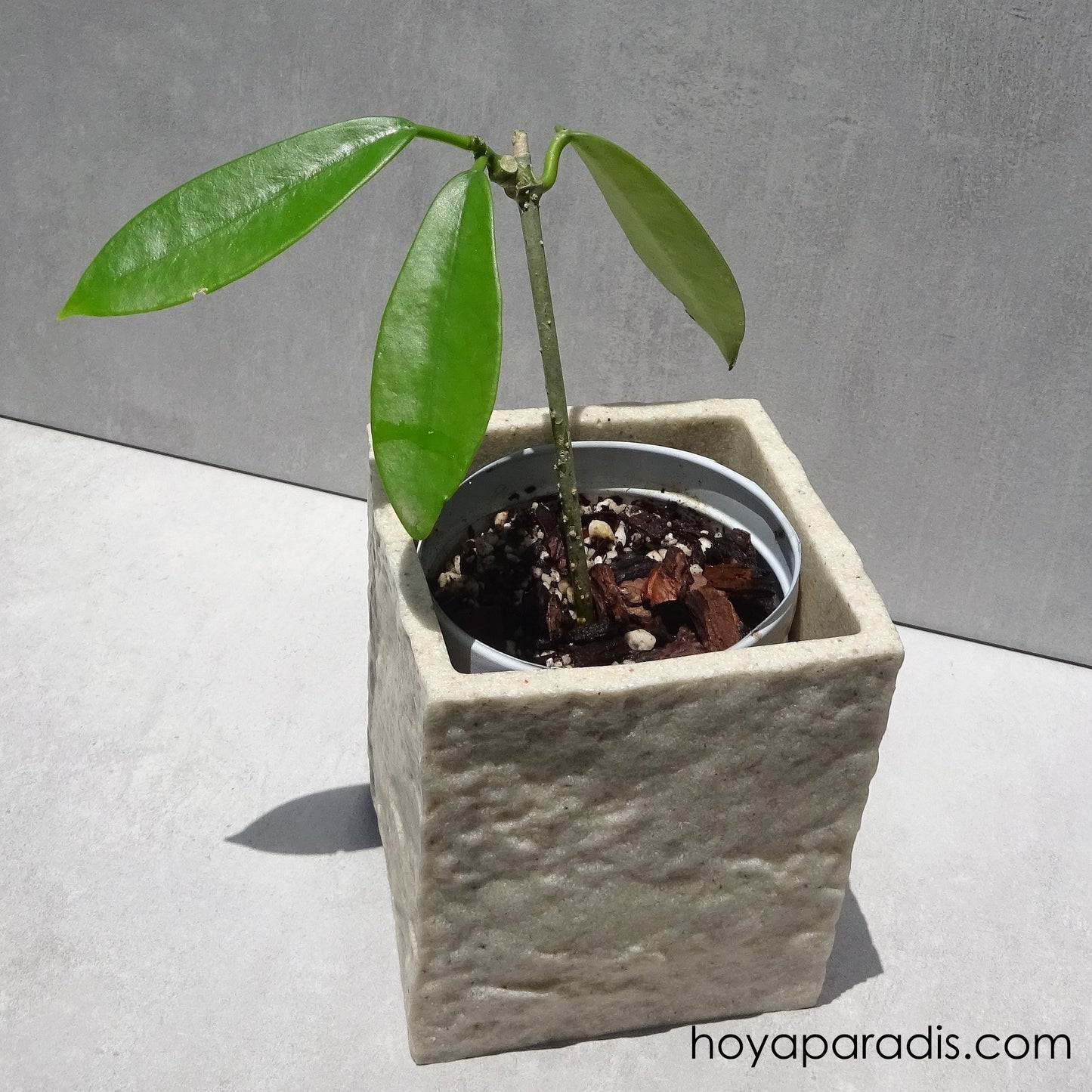 Bouture Hoya méliflua hoyaparadis.com Guadeloupe