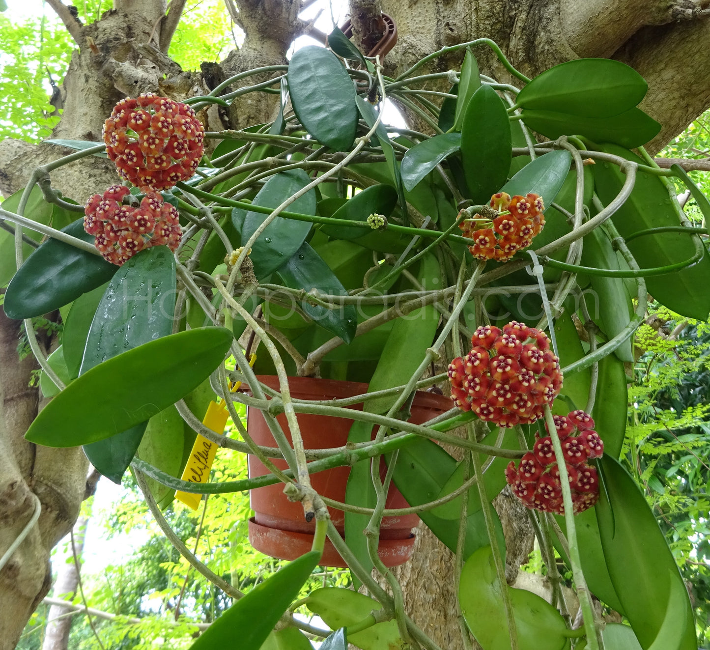 Plante Hoya méliflua Hoyaparadis.com Guadeloupe