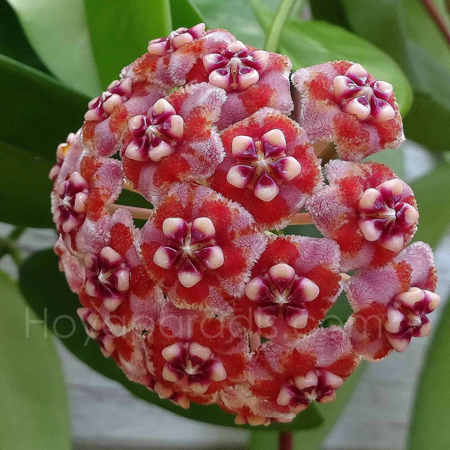 Fleur Hoya méliflua Hoyaparadis.com Guadeloupe