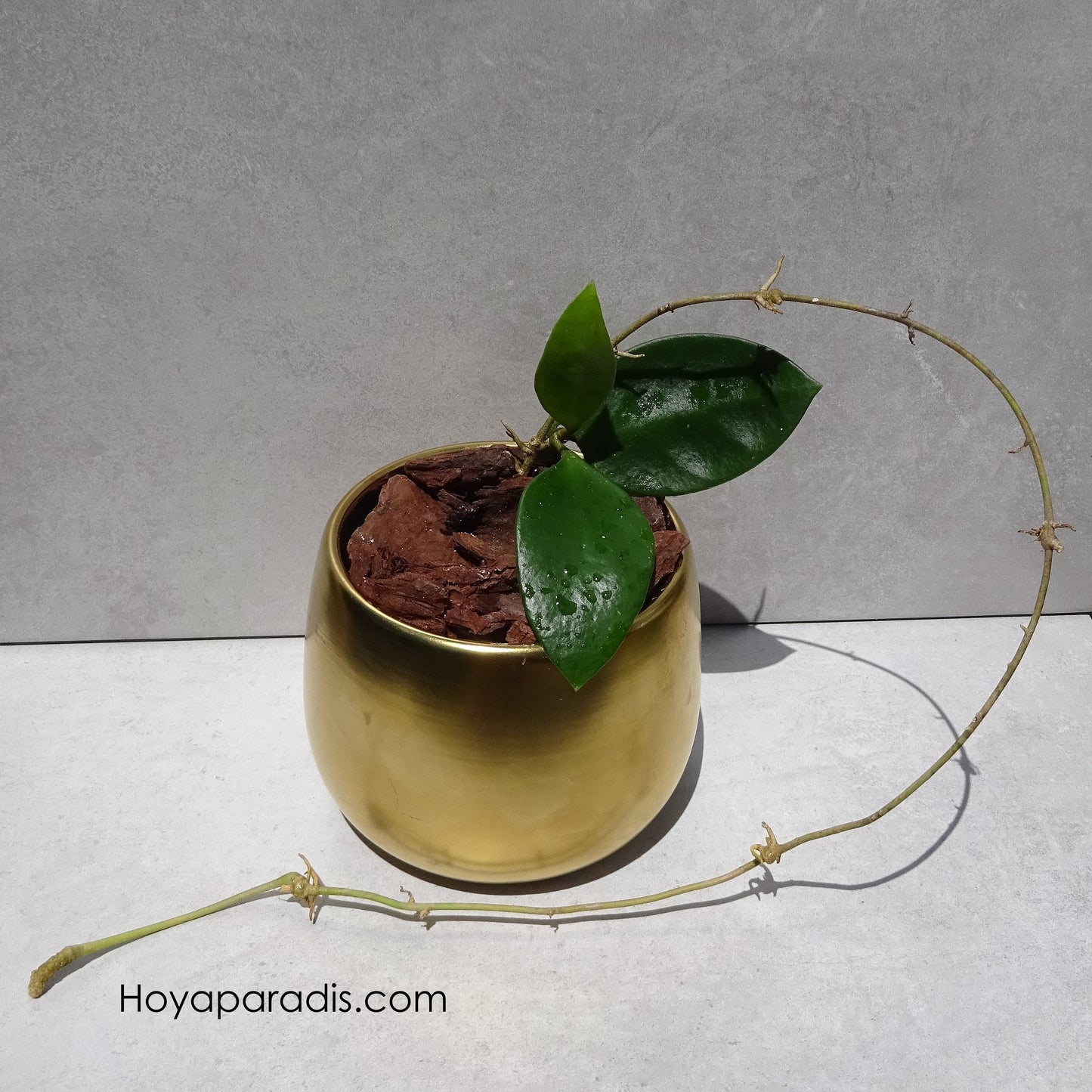 Hoya micrantha "big leaves" (rare) Hoyaparadis.com Guadeloupe