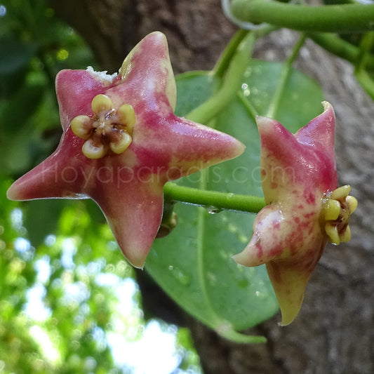 Fleur Hoya Eriostemma cv Monette Hoyaparadis.com Guadeloupe