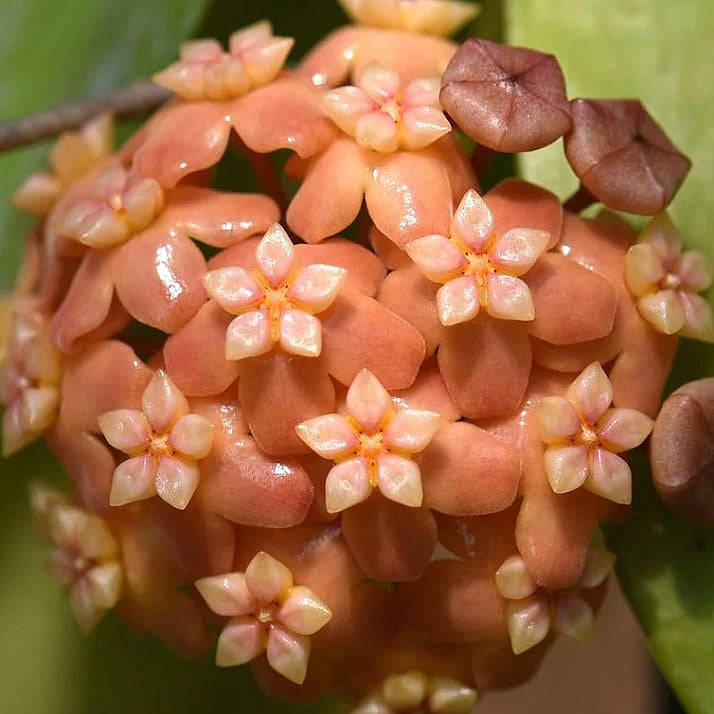 Fleur Hoya neoebudica hoyaparadis.com Guadeloupe