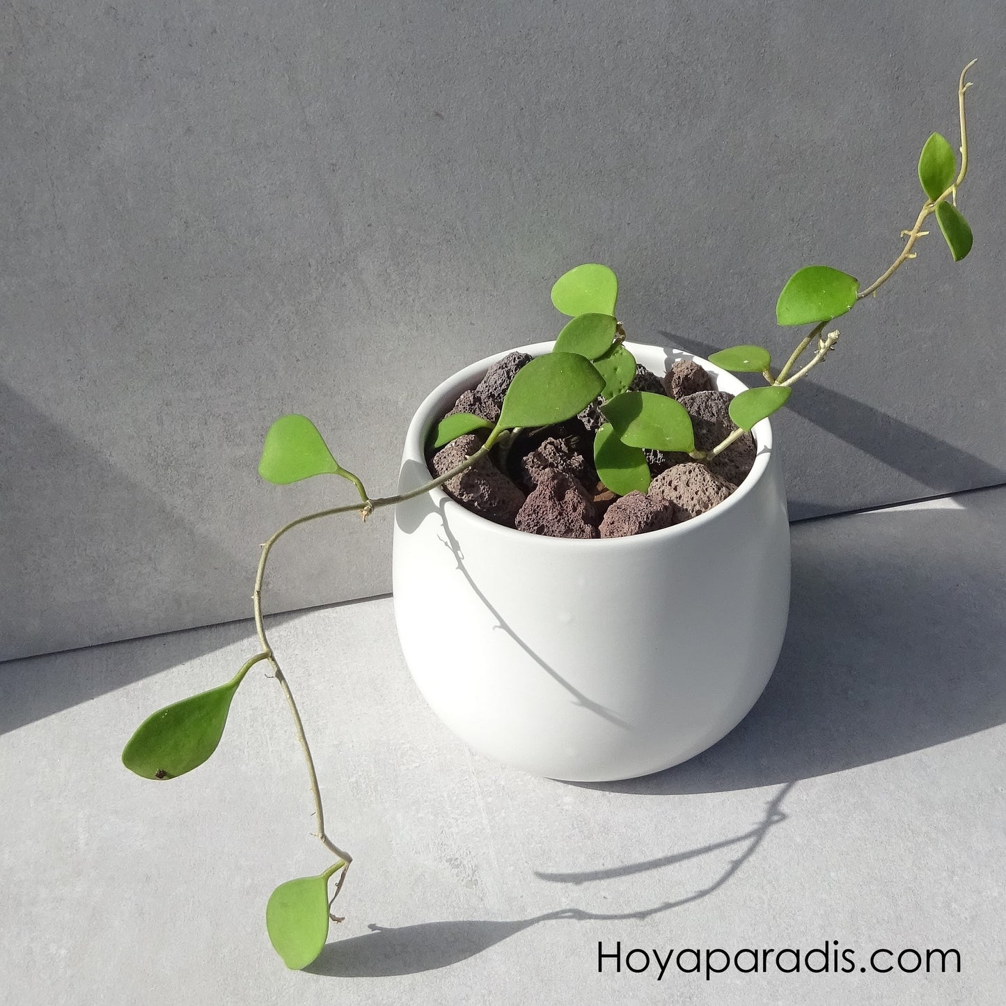 Bouture Hoya nummularioides pink corona Hoyaparadis.com Guadeloupe