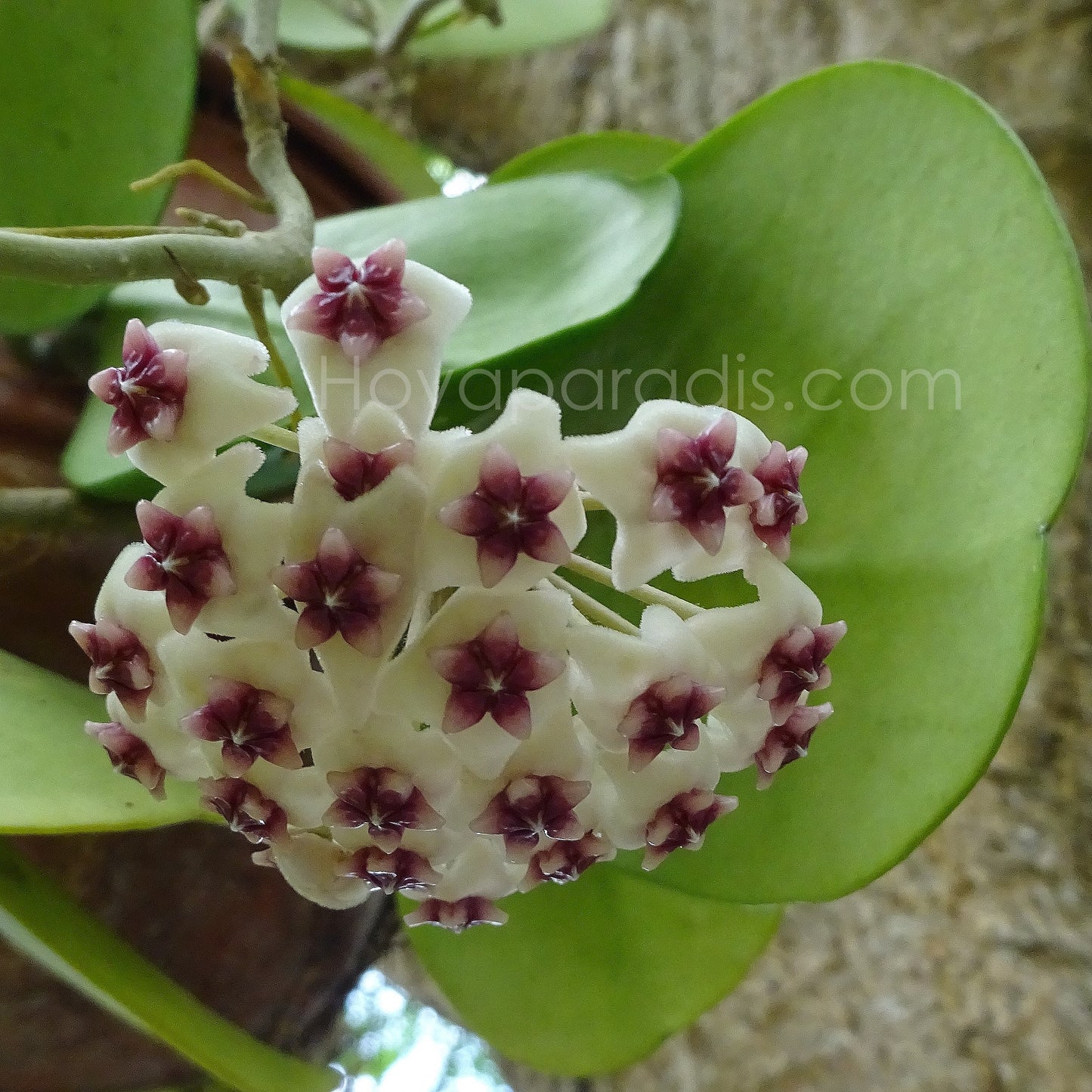Fleur Hoya obovata Hoyaparadis.com Guadeloupe