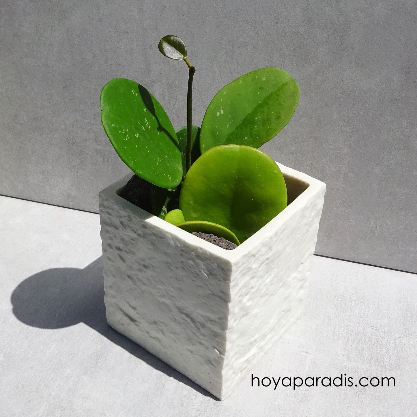 Bouture Hoya obovata hoyaparadis.com Guadeloupe