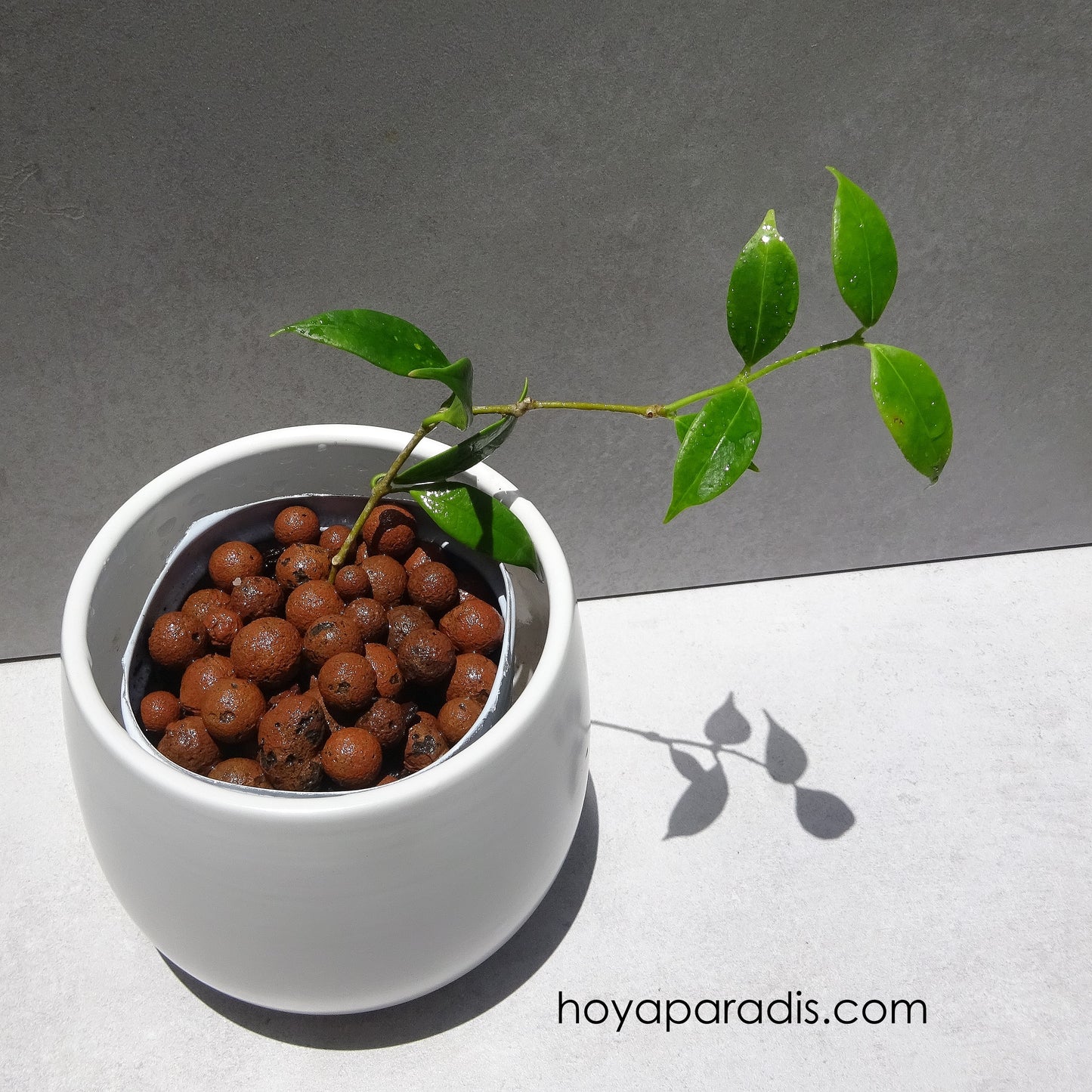 Bouture Hoya odorata hoyaparadis.com Gadeloupe