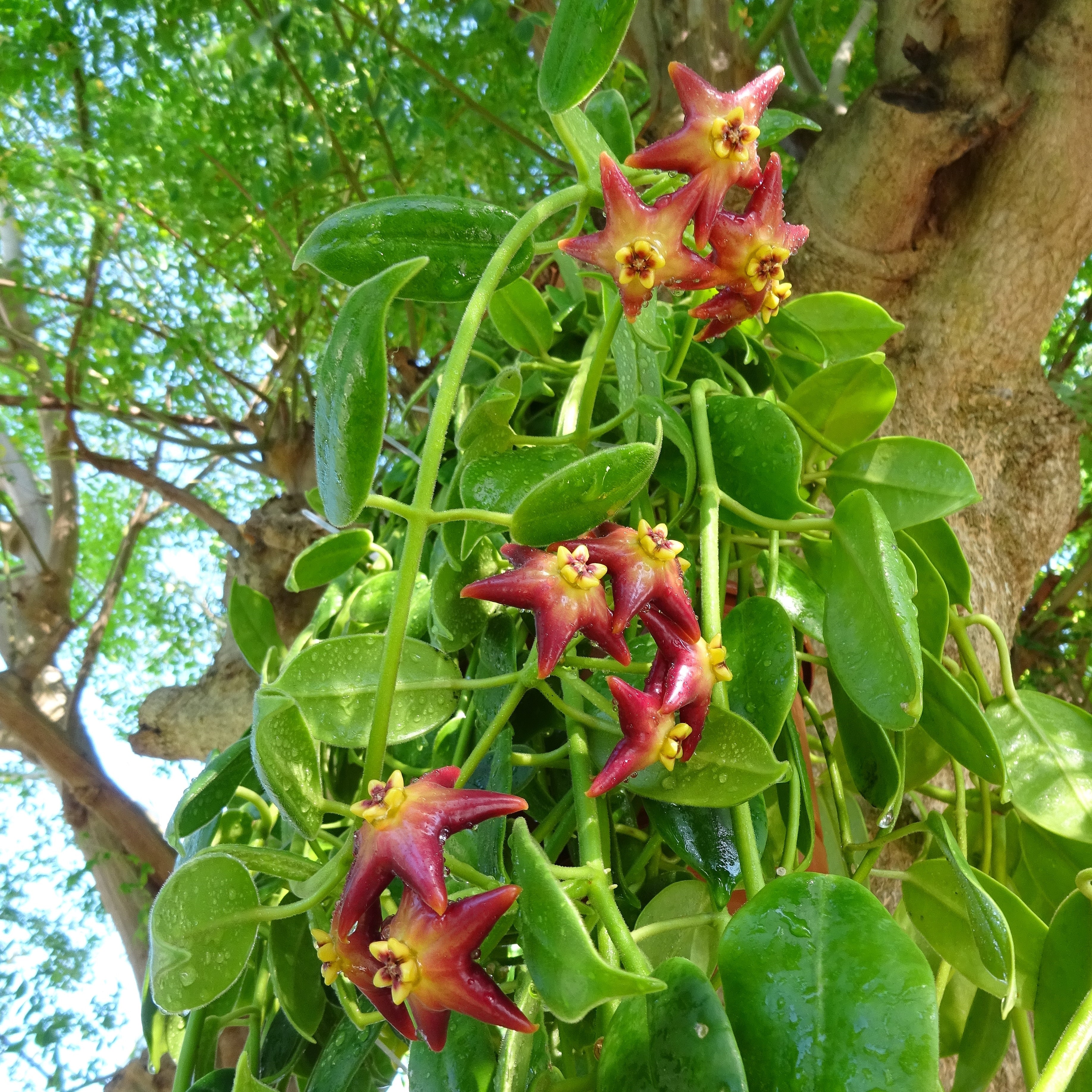 Plante Hoya eriostemma cv optimistic Hoyaparadis.com Guadeloupe