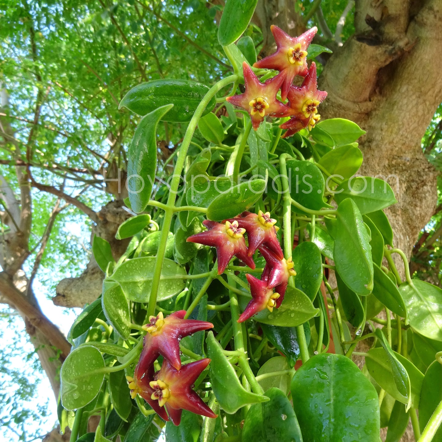 Hoya Eriostemma cv optimistic au feuillage luxuriant, plante tropicale exotique proposée par Hoya Paradis en Guadeloupe