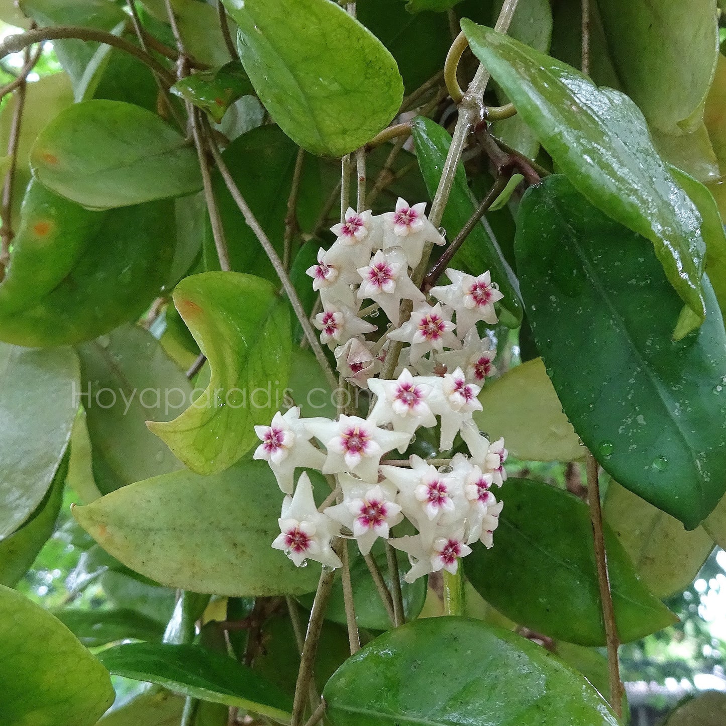 Fleur Hoya ovalifolia Hoyaparadis.com Guadeloupe