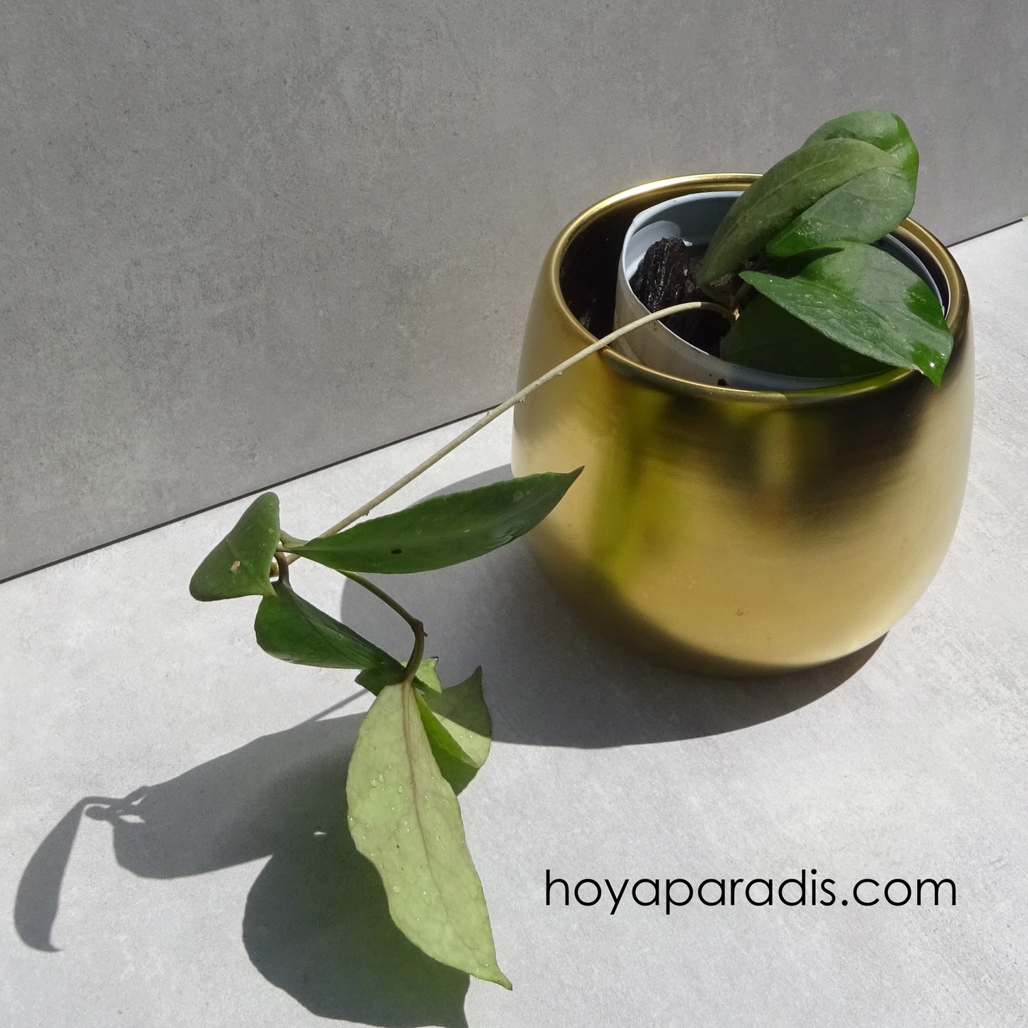 Bouture Hoya ovalifolia hoyaparadis.com Guadeloupe