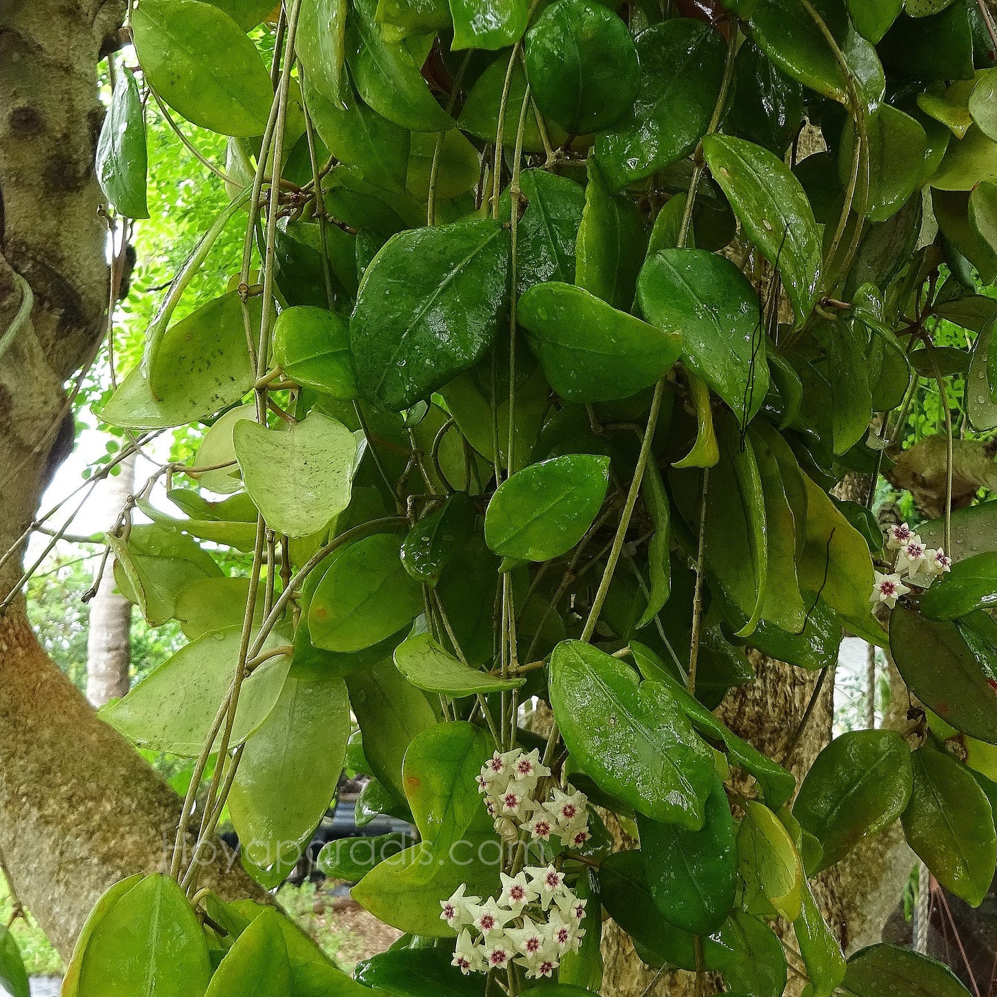 Hoya ovalifolia au feuillage luxuriant, plante tropicale exotique proposée par Hoya Paradis en Guadeloupe