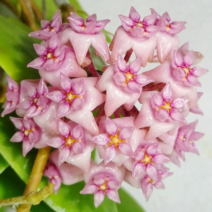 Fleur Hoya parasitica pink flowers hoyaparadis.com Guadeloupe