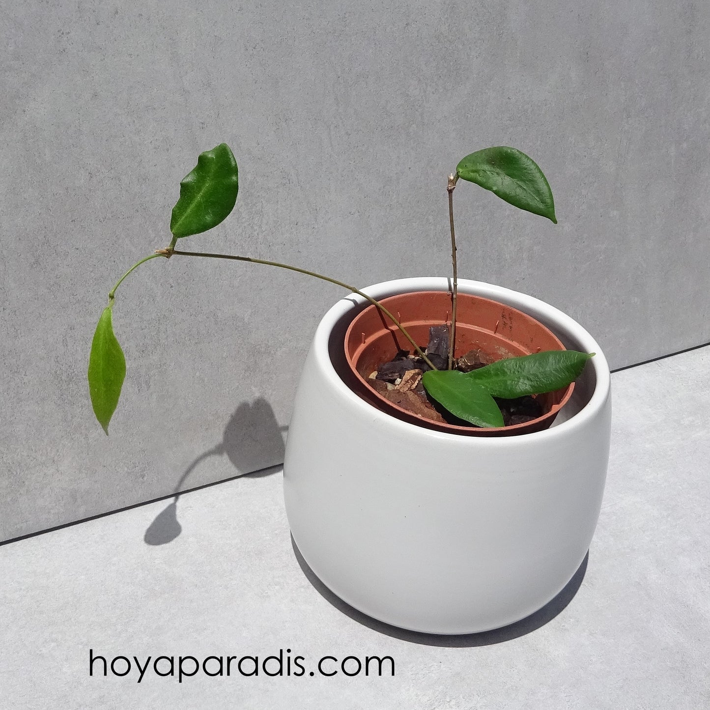 Bouture Hoya patella pink hoyaparadis.com Guadeloupe