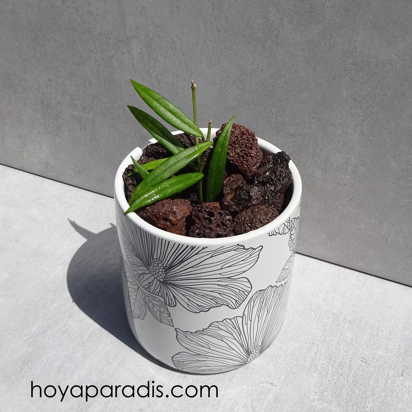 Bouture Hoya pauciflora hoyaparadis.com Guadeloupe