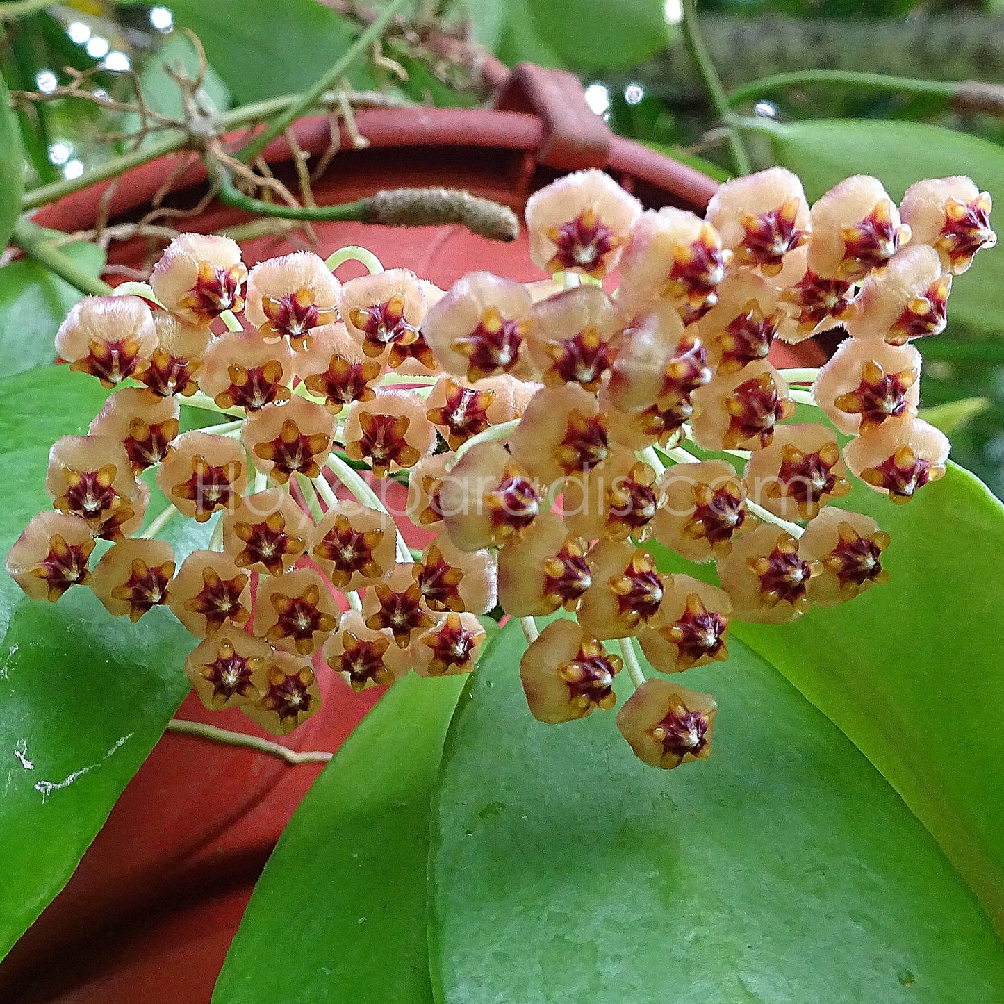 Fleur Hoya sp Ambon Hoyaparadis.com Guadeloupe