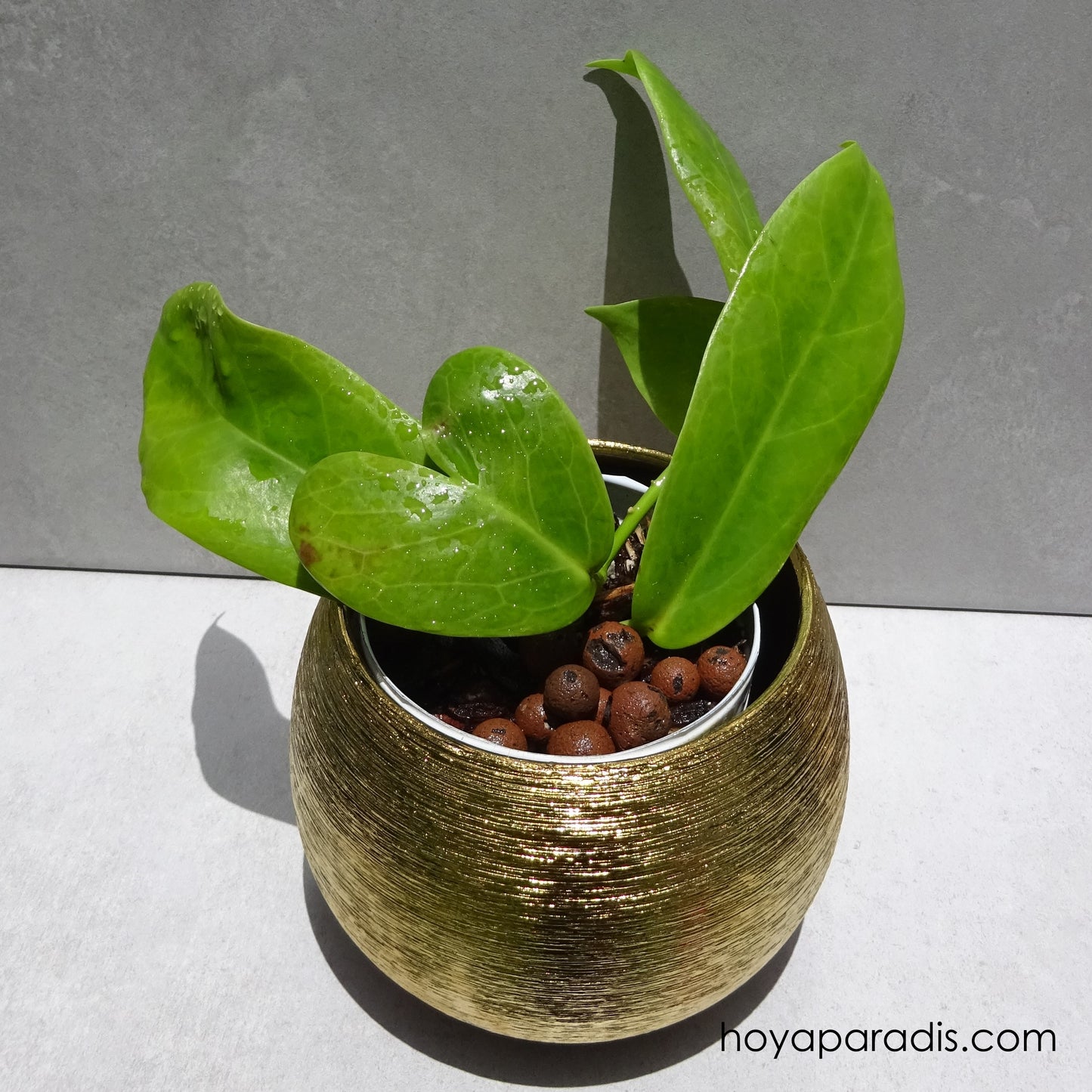 Bouture Hoya subcalva ou IML 404 (rare) hoyaparadis.com Guadeloupe
