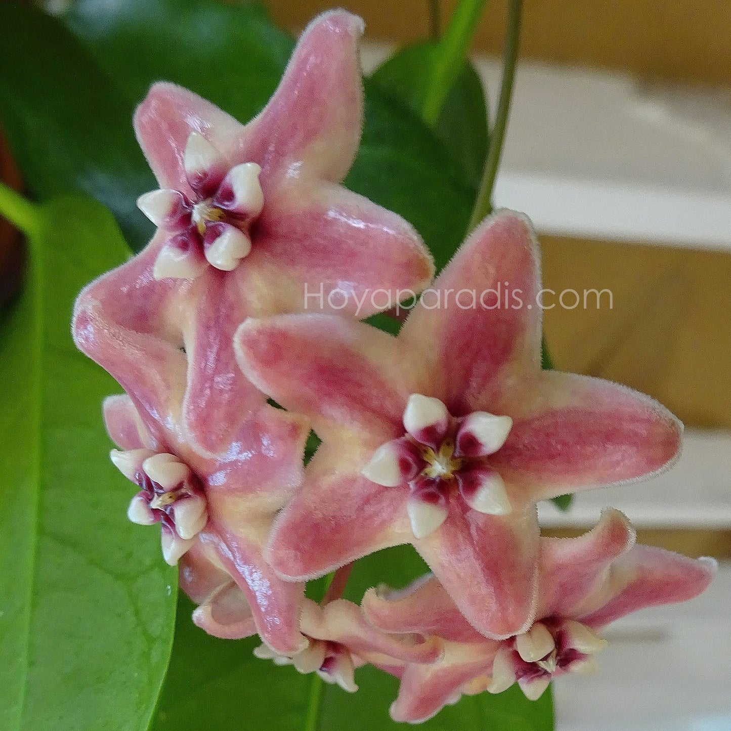 Fleur Hoya subcalva ou IML 404 (rare) Hoyaparadis.com Guadeloupe