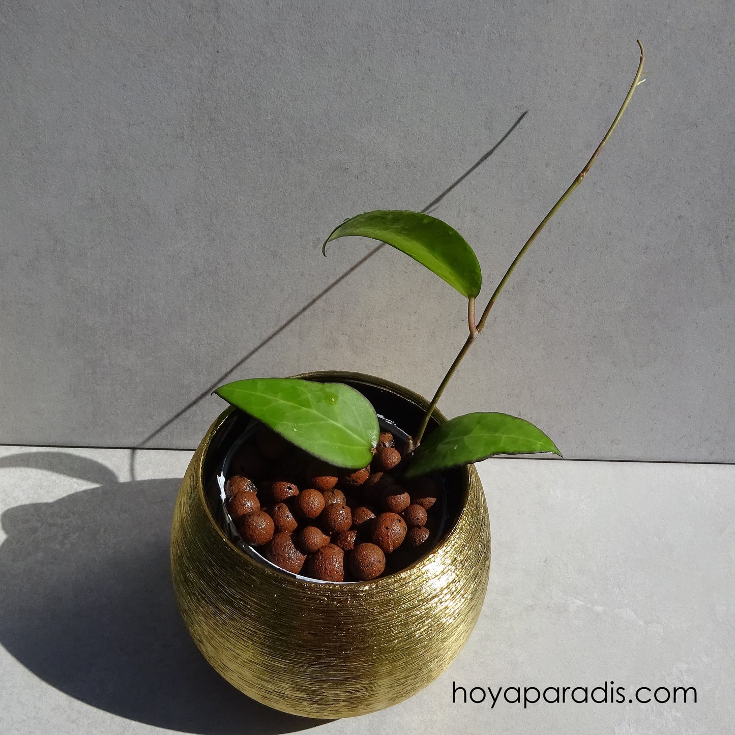 Bouture Hoya vitellina hoyaparadis.com Guadeloupe