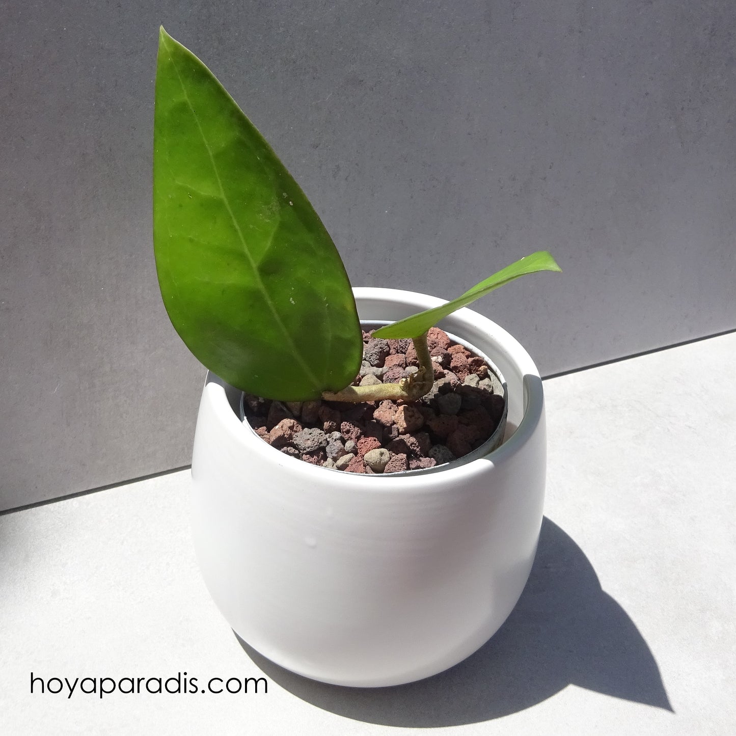 Bouture Hoya vitellina hoyaparadis.com Guadeloupe