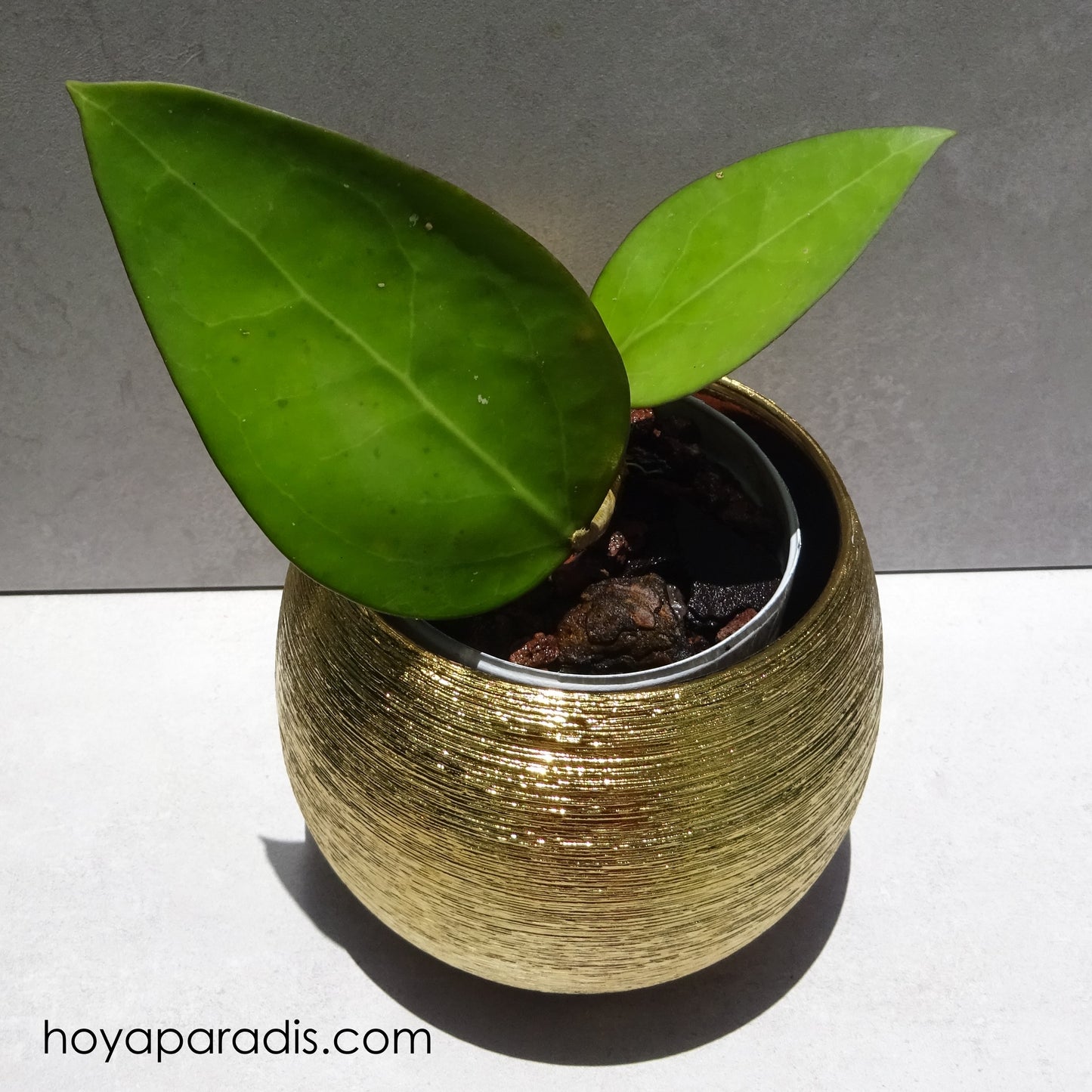 Bouture Hoya vitellina hoyaparadis.com Guadeloupe