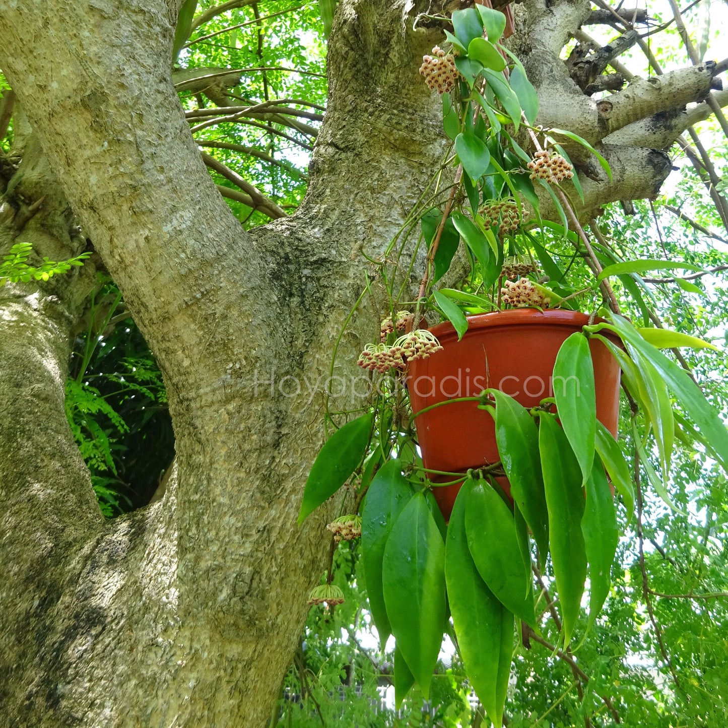 Plante Hoya sp Ambon Hoyaparadis.com Guadeloupe