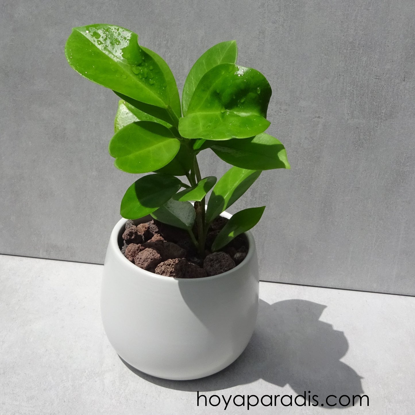 Bouture Hoya australis ssp. melanesica IML 0144, plante tropicale cultivée par Hoya Paradis en Guadeloupe