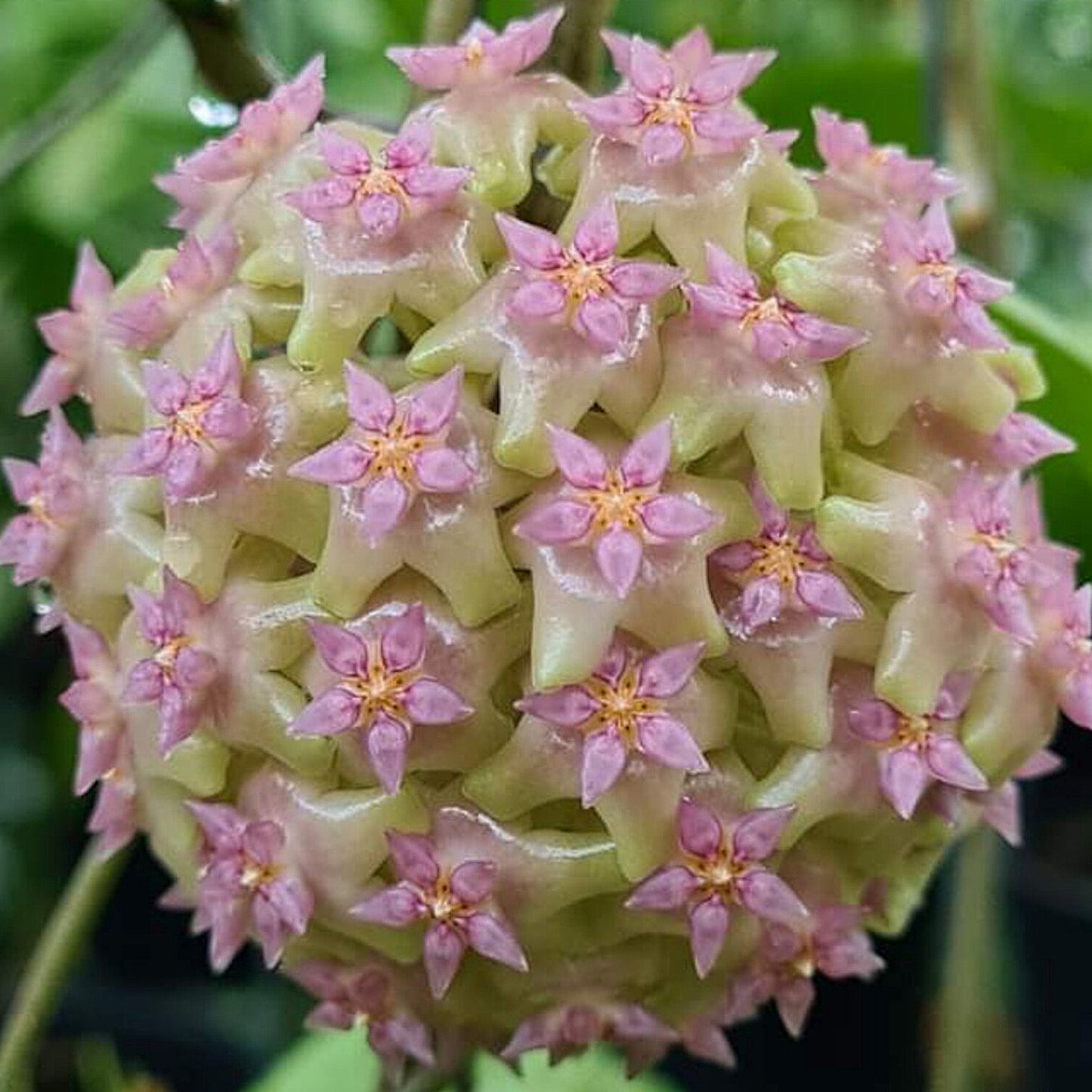 Fleur Hoya balaensis splash (rare) hoyaparadis.com Guadeloupe