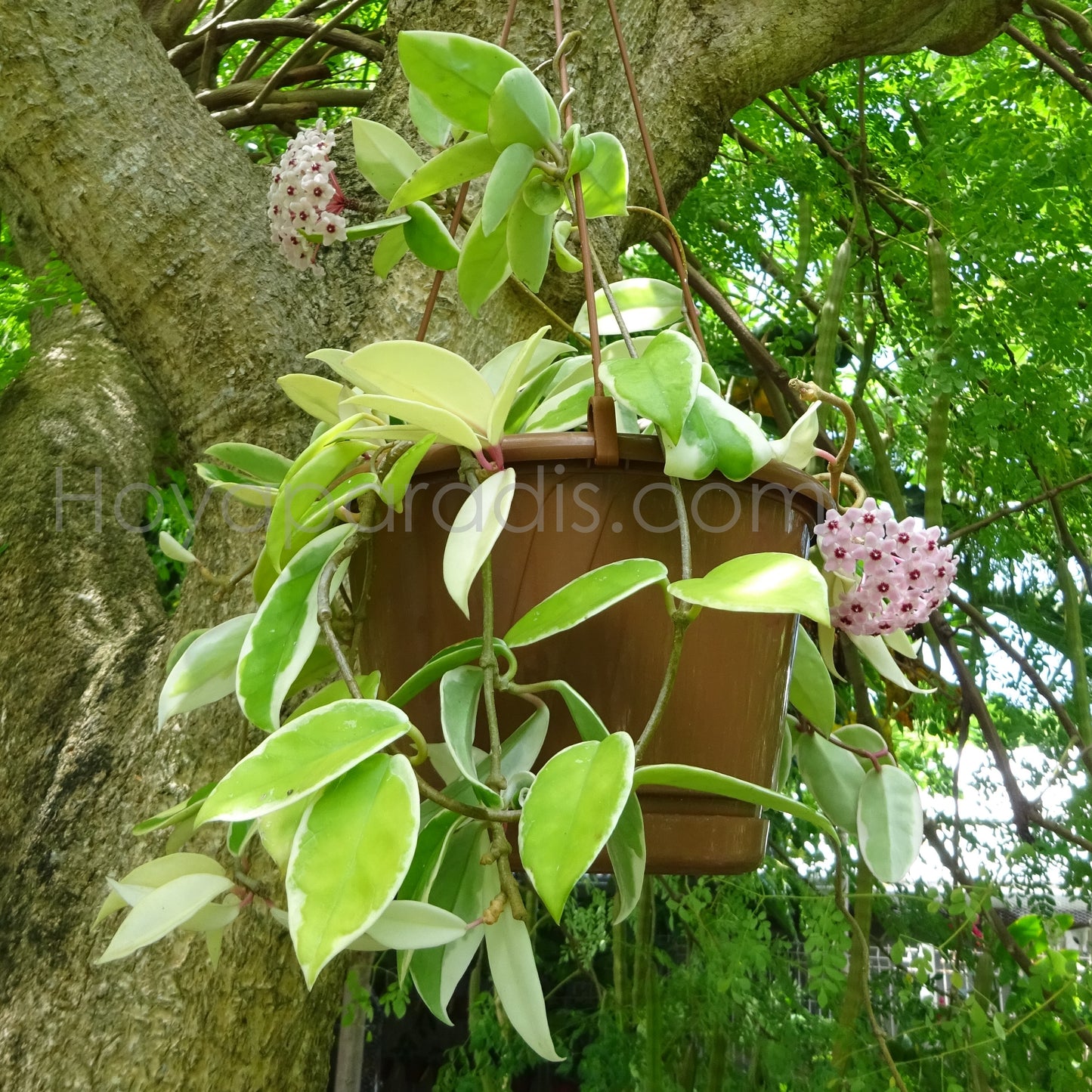 Hoya carnosa Krimson Queen au feuillage variegata décoratif, plante tropicale exotique proposée par Hoya Paradis en Guadeloupe