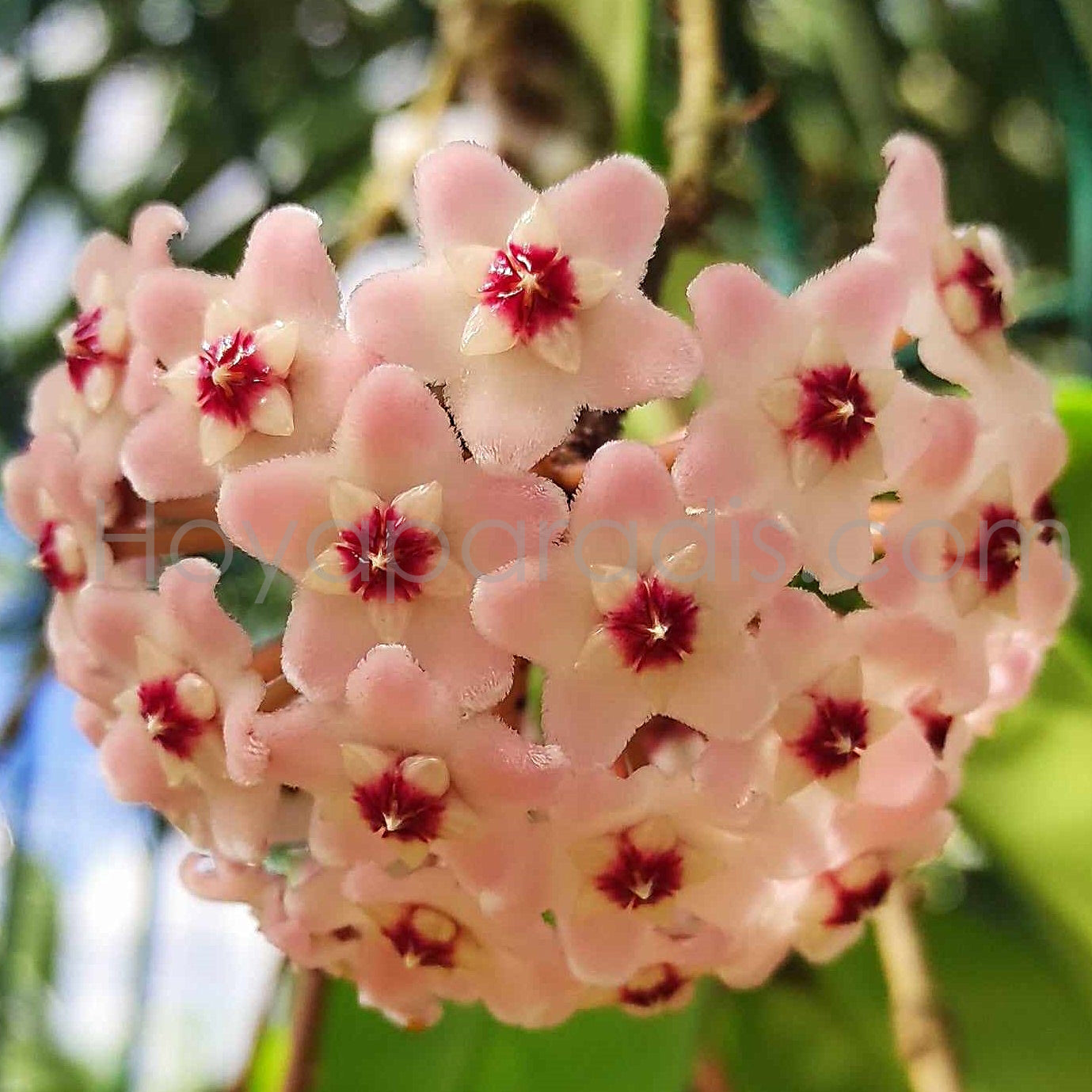 Fleur Hoya carnosa Krimson Queen Hoyaparadis.com Guadeloupe