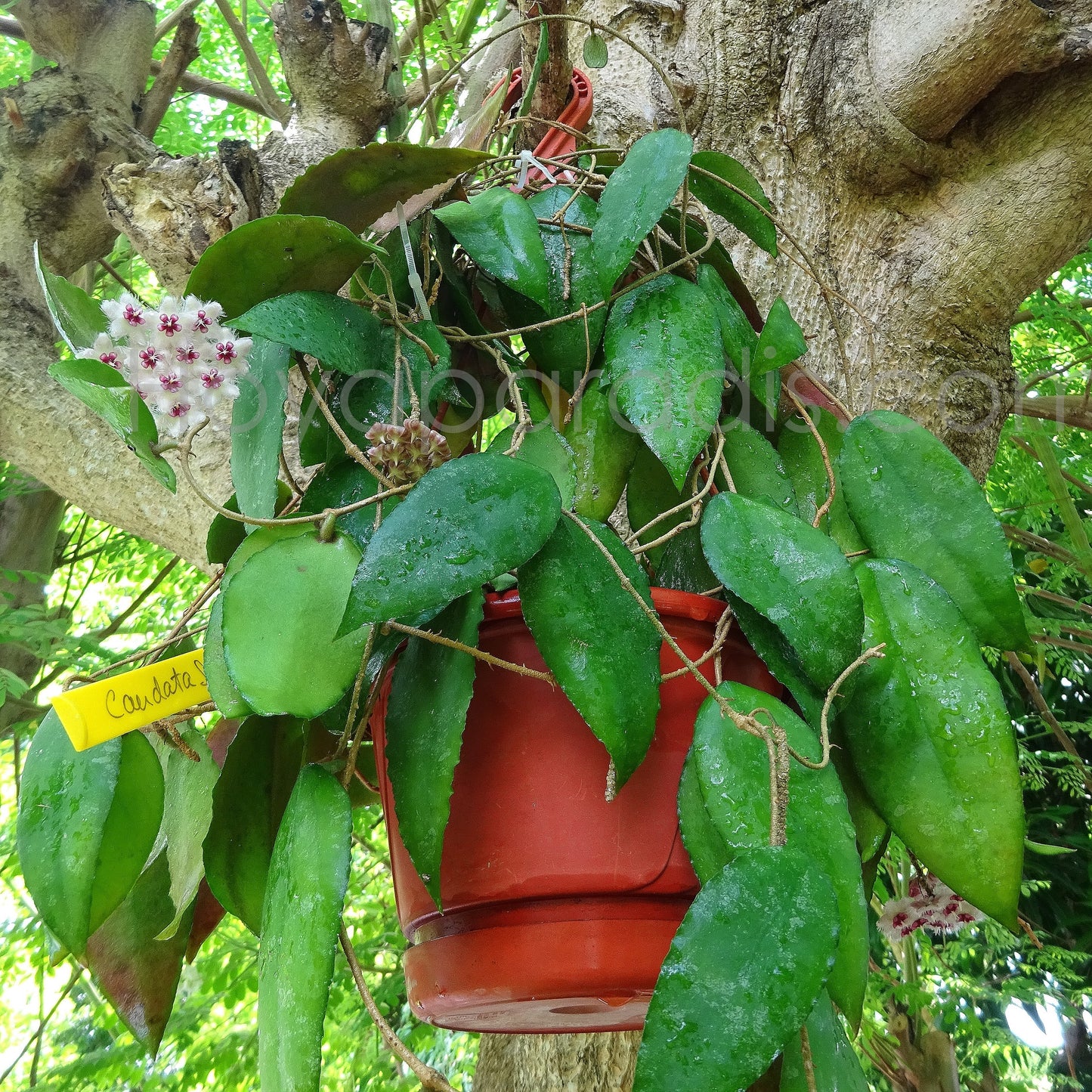 Plante Hoya caudata Sumatra Hoyaparadis.com Guadeloupe