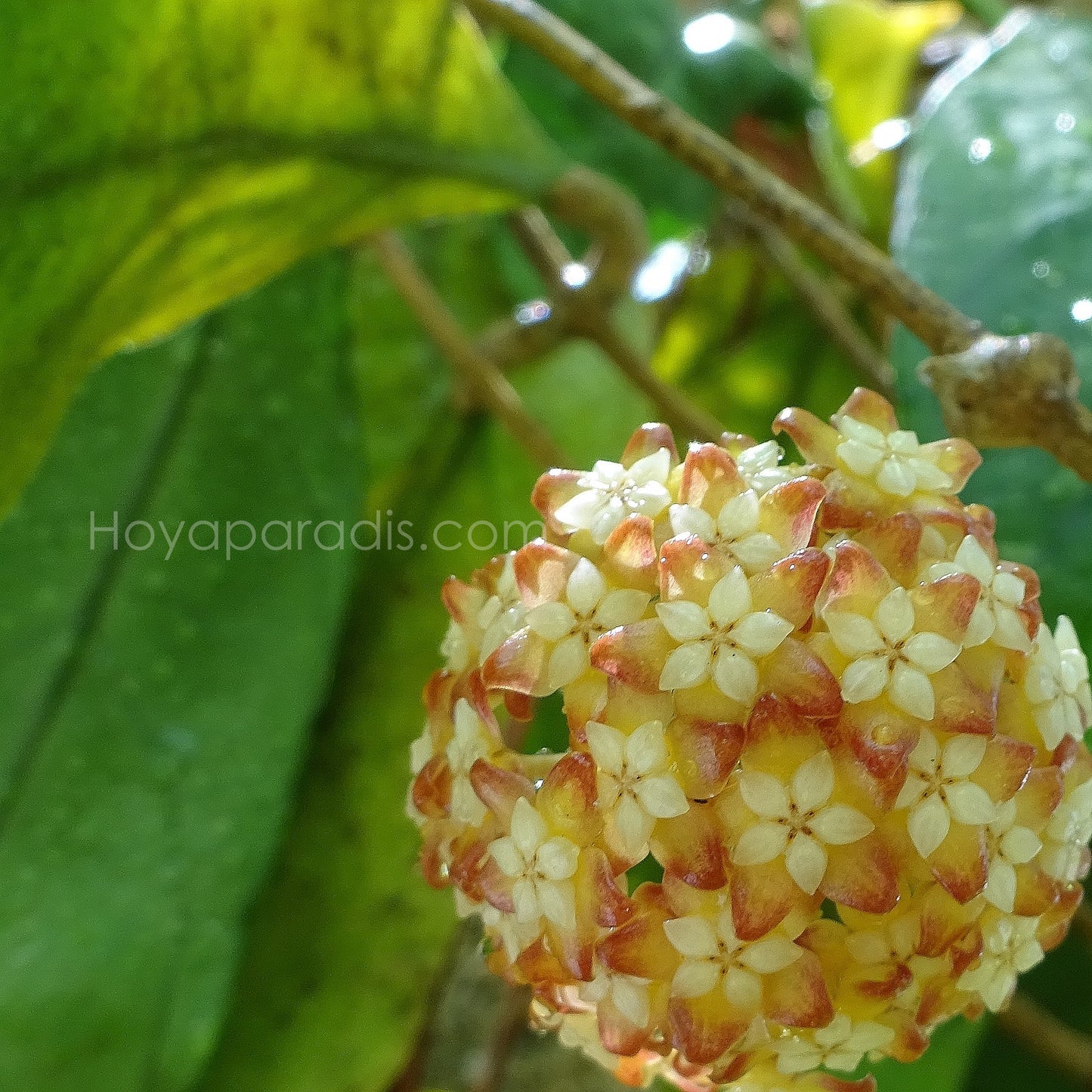 Fleur Hoya sp Chicken Farm (Hoya finlaysonii x deykeae) Hoyaparadis.com Guadeloupe