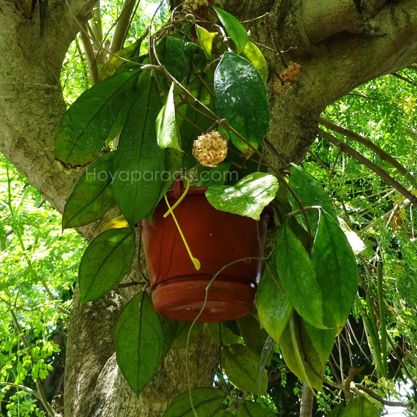 Hoya sp Chicken Farm (Hoya finlaysonii x deykeae) au feuillage luxuriant, plante tropicale exotique proposée par Hoya Paradis en Guadeloupe