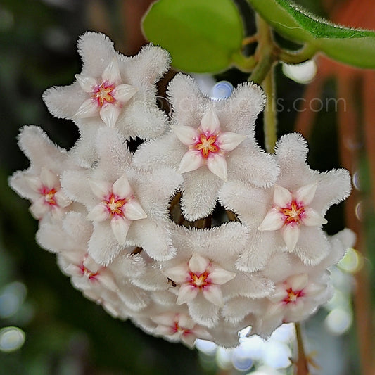 Fleur Hoya cv Chouke hoyaparadis.com Guadeloupe
