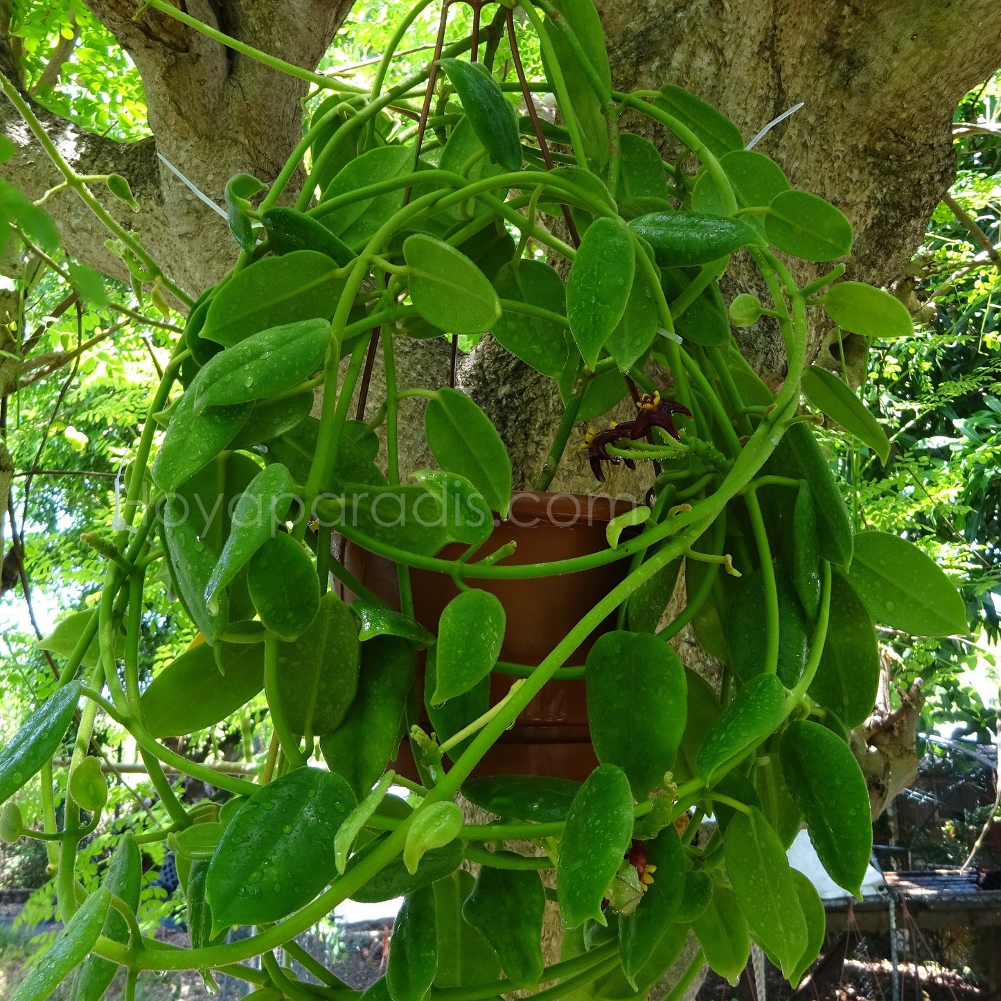 Plante Hoya Eriostemma ciliata Hoyaparadis.com Guadeloupe