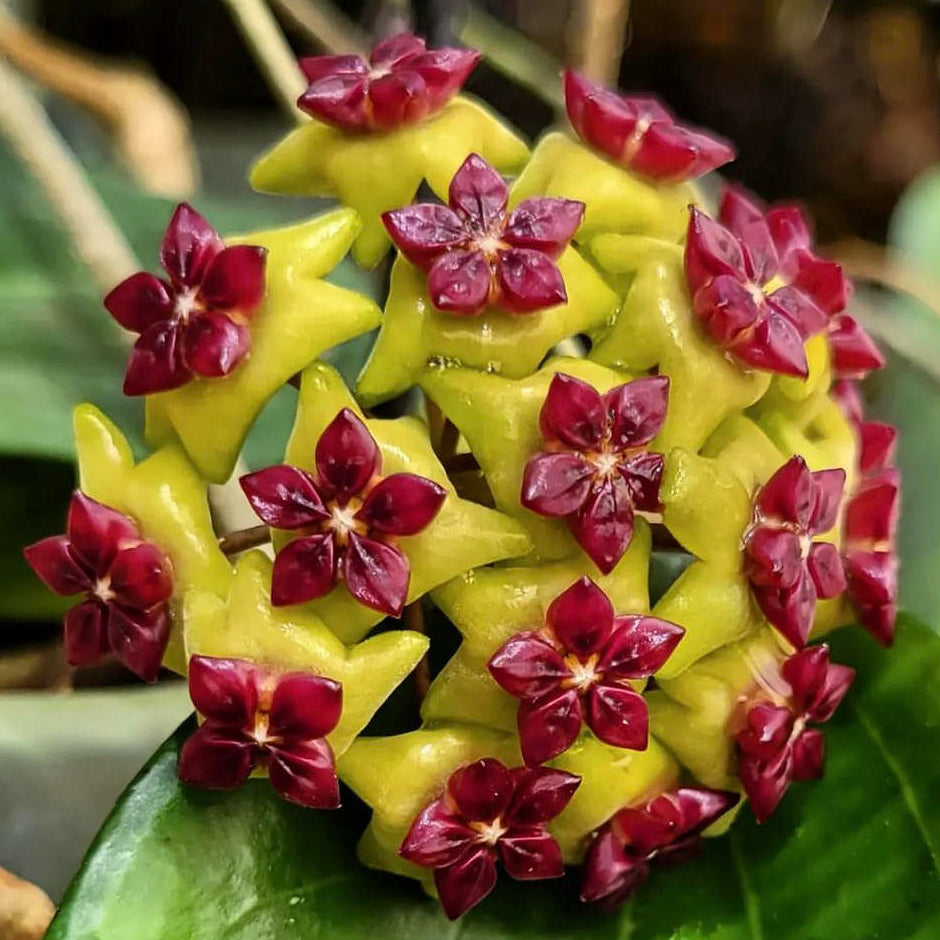 Fleur Hoya cinnamomifolia (rare) hoyaparadis.com Guadeloupe