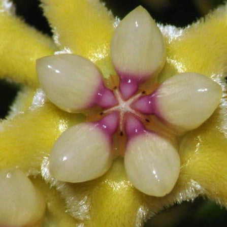Fleur Hoya coriacea hoyaparadis.com Guadeloupe