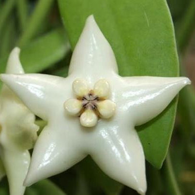 Fleur Hoya Eriostemma coronaria White Giant hoyaparadis.com Guadeloupe