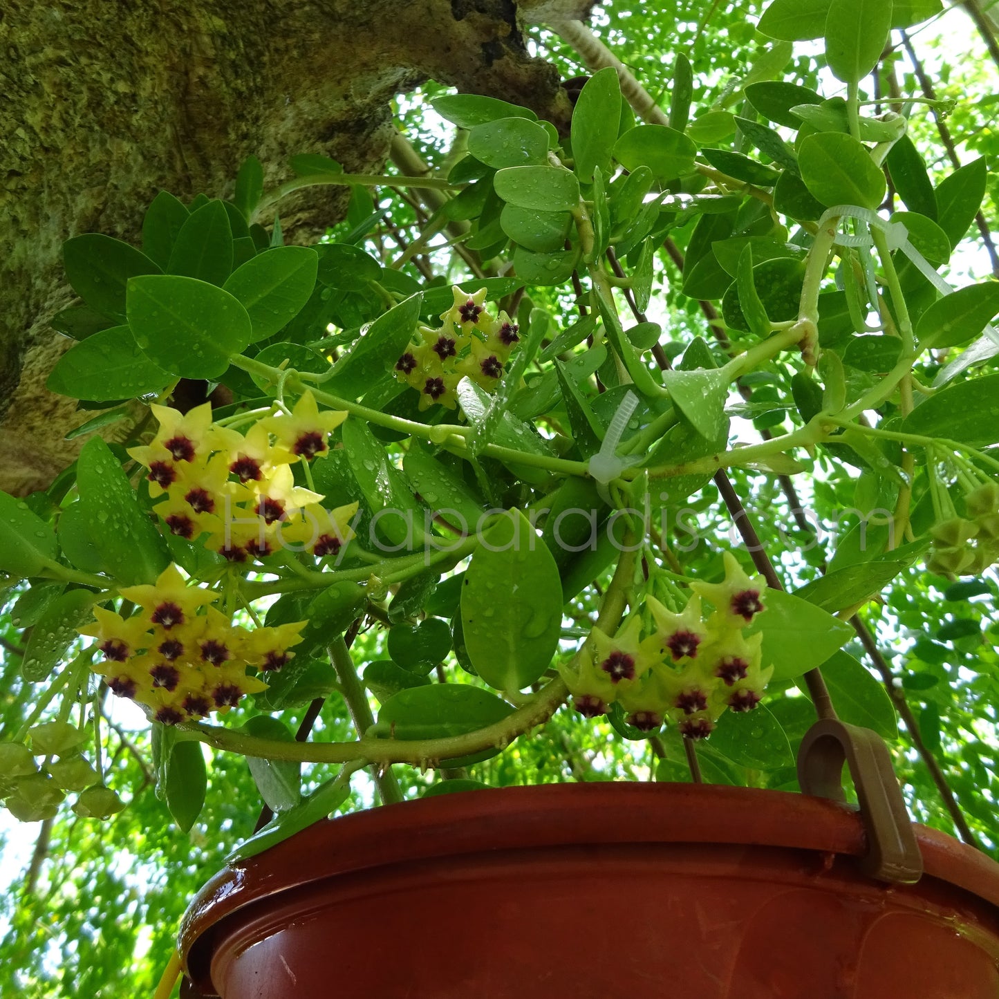 Hoya cumingiana au feuillage décoratif, plante tropicale exotique proposée par Hoya Paradis en Guadeloupe