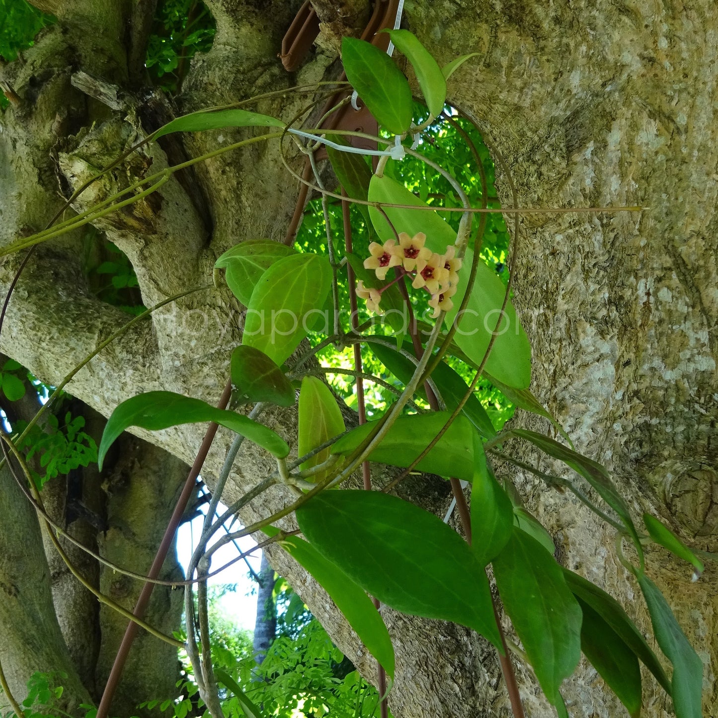Hoya cutis-porcelana (difficile à trouver) au feuillage luxuriant, plante tropicale exotique proposée par Hoya Paradis en Guadeloupe