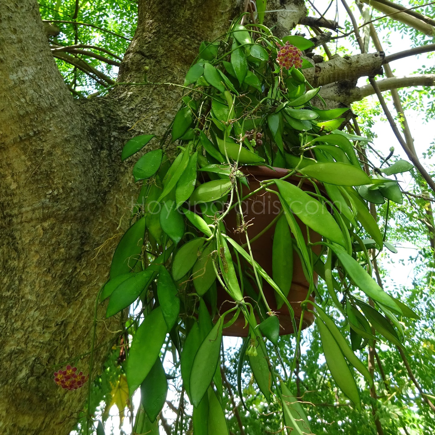Hoya davidcummingii au feuillage décoratif, plante tropicale exotique proposée par Hoya Paradis en Guadeloupe