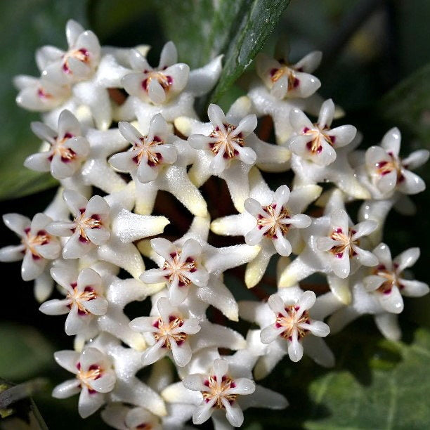 Fleur Hoya elliptica philippines big leaves hoyaparadis.com Guadeloupe