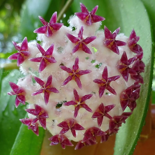 Fleur Hoya erythrostemma QSBG Hoyaparadis.com Guadeloupe