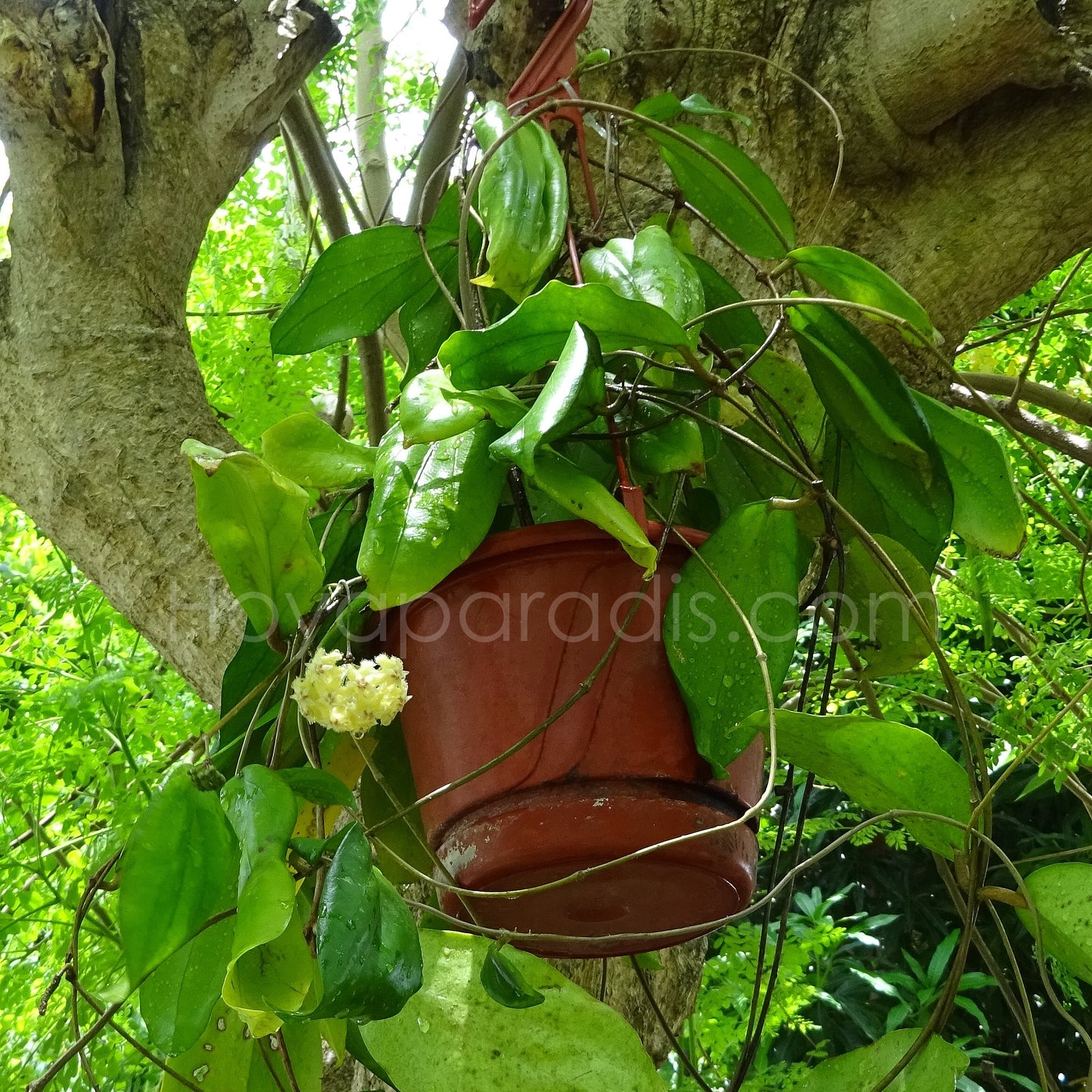 Hoya erythrina Bacho ou Bajo au feuillage luxuriant, plante tropicale exotique proposée par Hoya Paradis en Guadeloupe