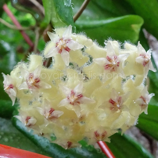 Fleur Hoya erythrina Bacho ou Bajo hoyaparadis.com Guadeloupe