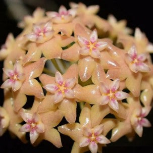 Fleur Hoya fitchii hoyaparadis.com Guadeloupe