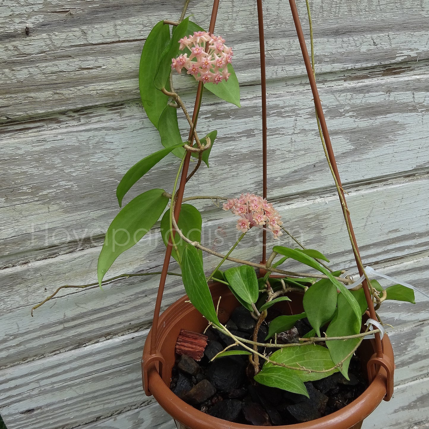 Plante Hoya fitchii Hoyaparadis.com Guadeloupe