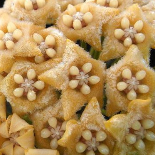 Fleur Hoya fraterna hoyaparadis.com Guadeloupe