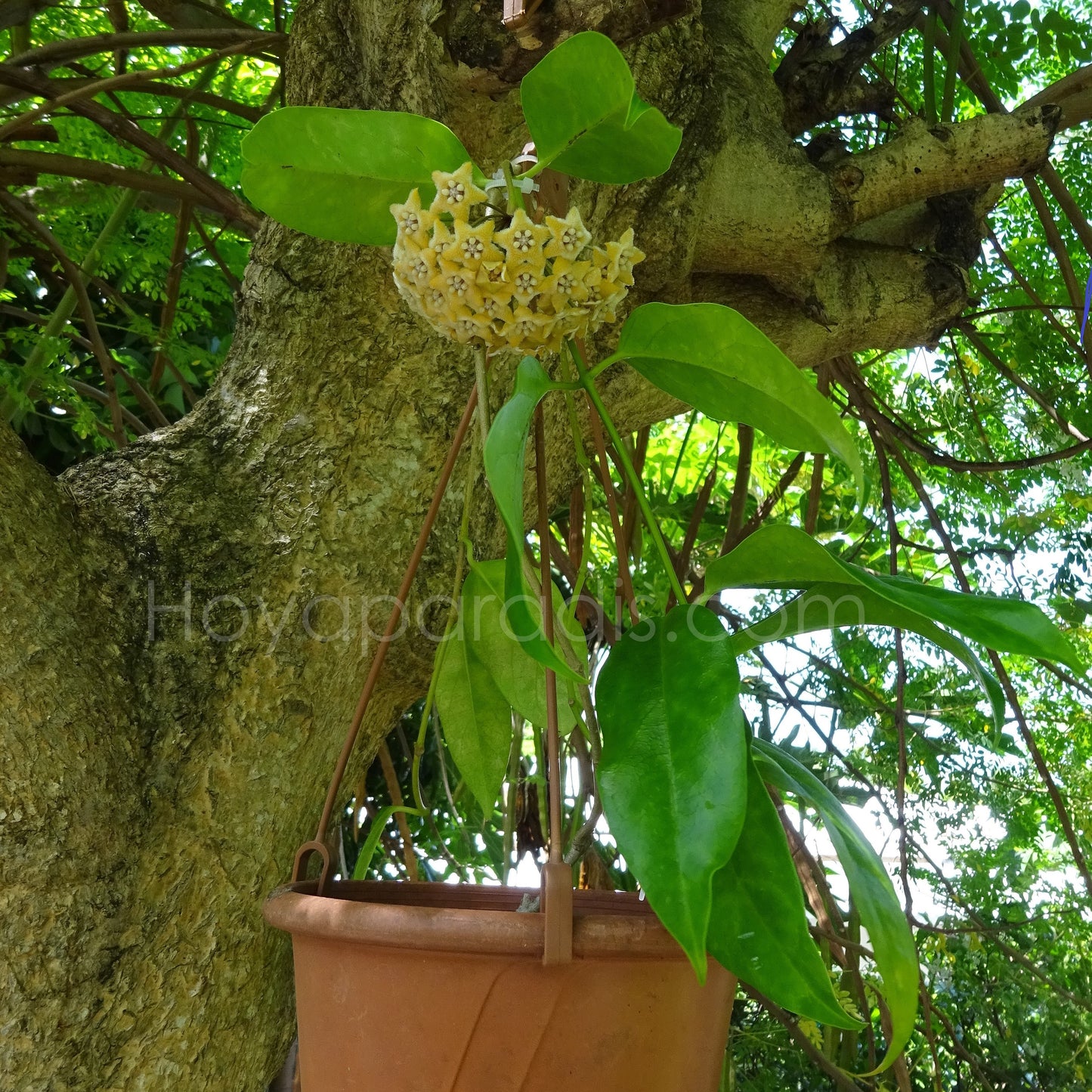 Hoya fraterna au feuillage luxuriant, plante tropicale exotique proposée par Hoya Paradis en Guadeloupe