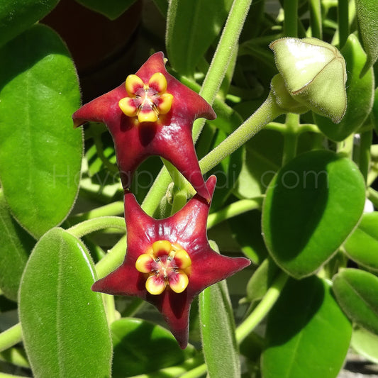 Fleur Hoya Eriostemma guppyi Hoyaparadis.com Guadeloupe